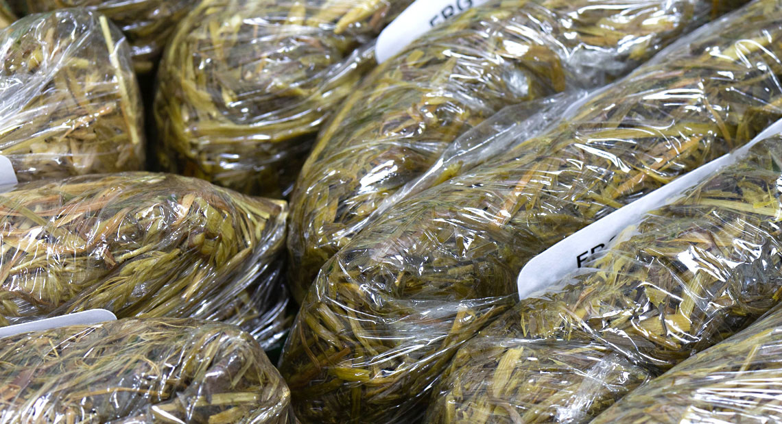 Forage samples prepared for analysis