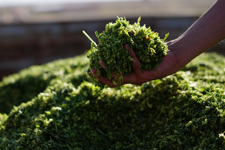 Fresh grass sample ready for testing