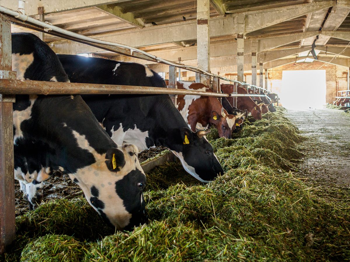 Cattle feeding on forage in a barn