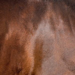 Equine Blood Testing