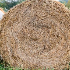 Hay Mineral Analysis