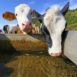 Bord Bia (Dairy / Beef / Pig)